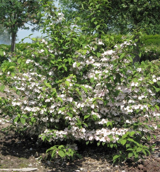 Blühender Zierstrauch im Garten