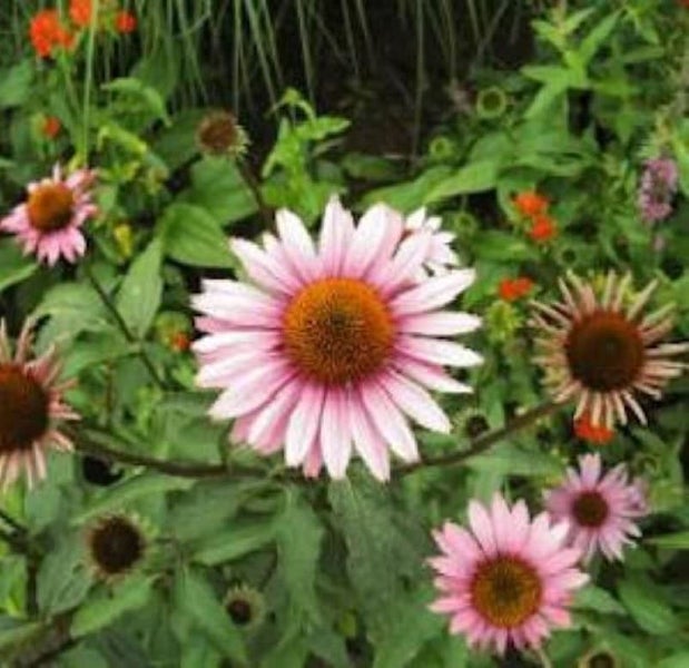Nahaufnahme von rosa blühenden Sonnenhüten im Garten.