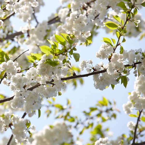 Bloomique - Prunus Avium 'Van' - Kirschbaum - Obstbäume - Gartenpflanzen - Winterhart - ⌀14 cm - Höhe 60-70 cm