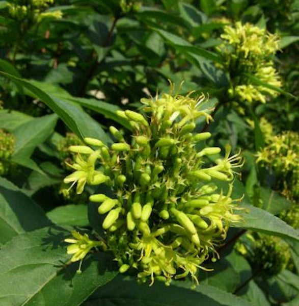 Nahaufnahme einer Duft-Heckenkirsche mit Blüten