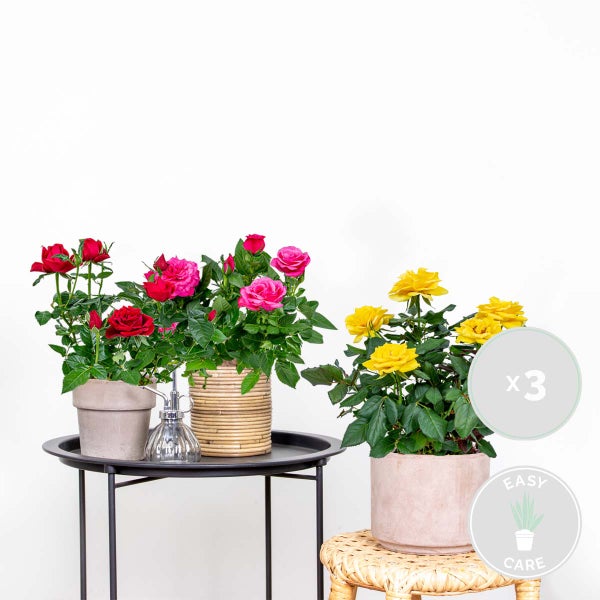Bloomique - 3er-Mix - Topfrosen - Rot, Gelb, Rosa - Für drinnen und draußen geeignet - Zimmerpflanzen - Gartenpflanzen - Terrassenpflanzen - Winterhart - 20-30 cm Hoch - Topf 12 cm