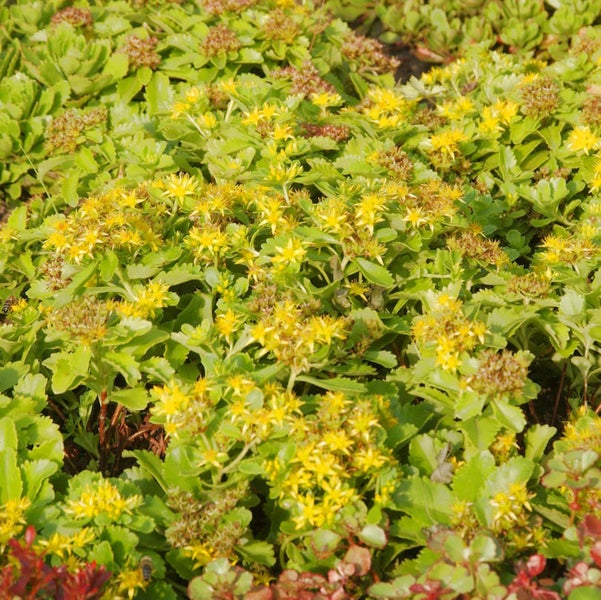 Gelb blühende Fetthenne als Bodendecker im Garten