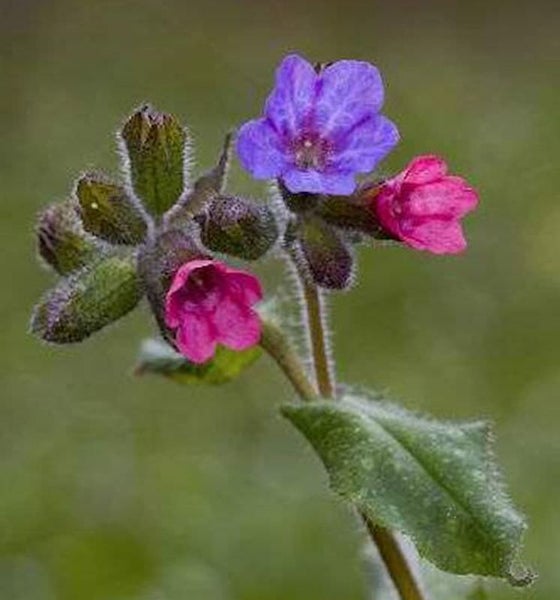 Lungenkrautblüte mit rosa und lila Blüten