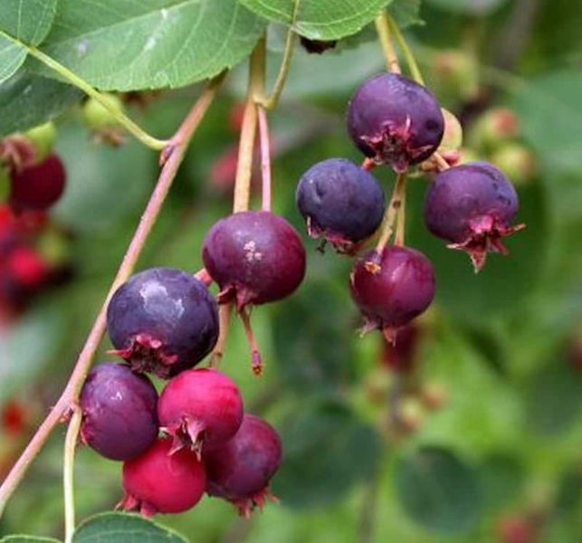 Felsenbirnenfrüchte am Zweig