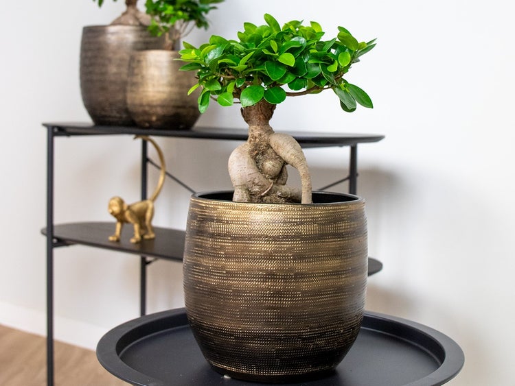 Bloomique - Ficus Ginseng - Bonsai Baum - Zimmerpflanzen - Pflegeleicht - Luftreinigend - Höhe 30-40 cm - Topf 17 cm