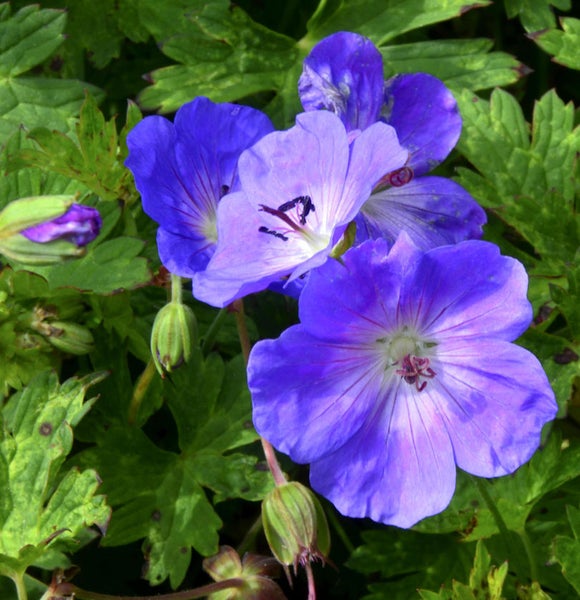 Nahaufnahme von Storchschnabelblüten mit Blättern