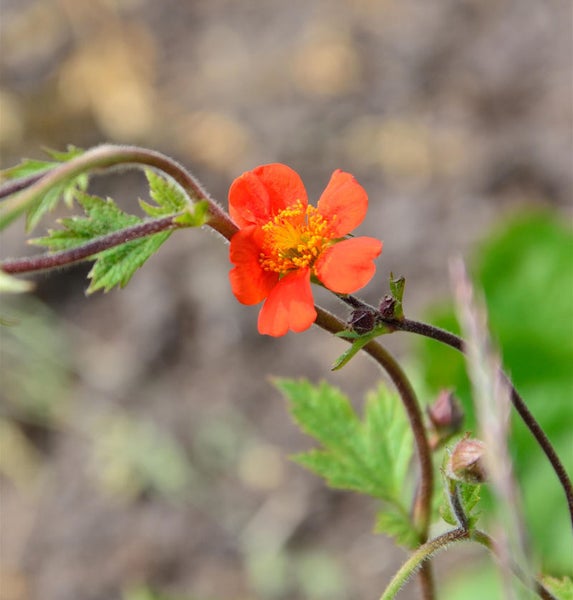 Nahaufnahme einer Nelkenwurzblüte mit Blättern