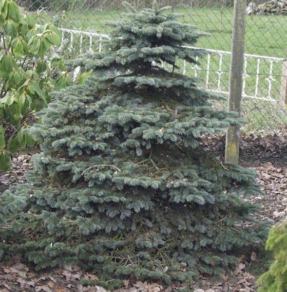 Solitärbaum Blaufichte im Garten