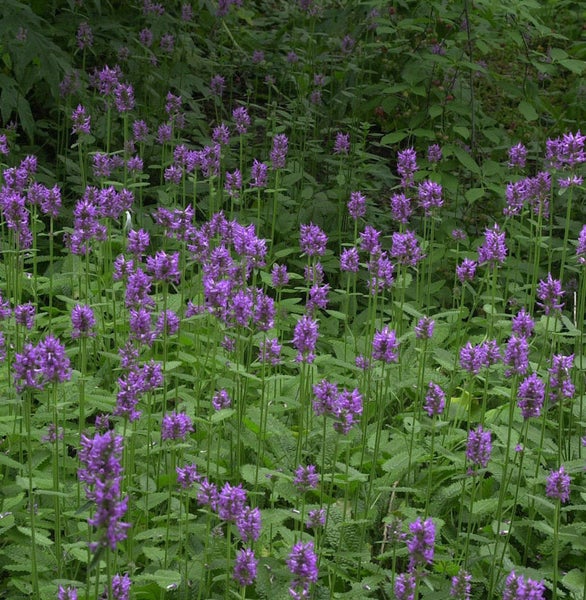 Acker-Ziest mit lila Blüten