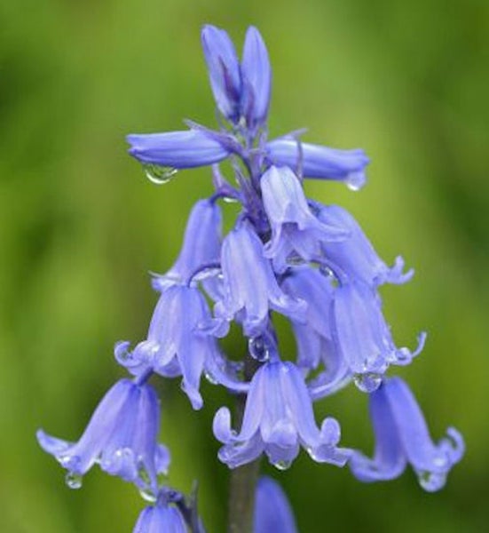 Nahaufnahme einer blühenden Hasenglöckchen-Pflanze