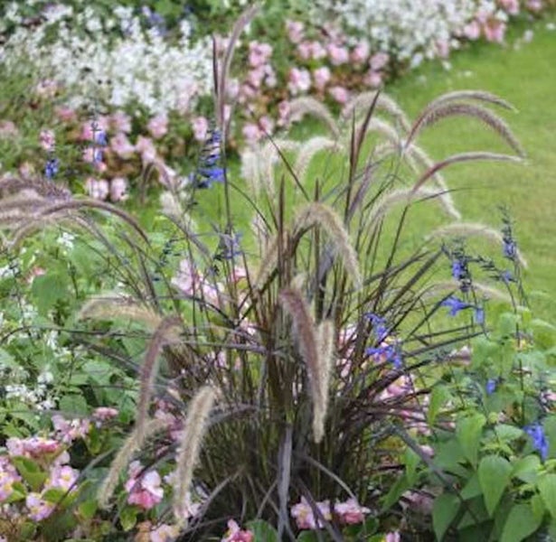 Garten mit Federborstengras und Blumen