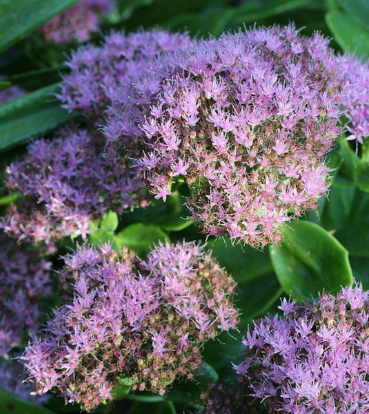 Fetthenne blühend im Garten