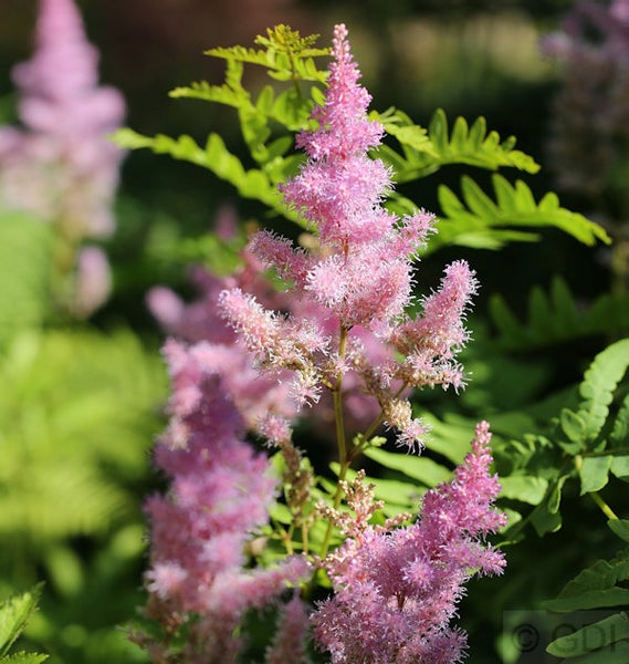Astilbe Pflanze mit zarten, federartigen Blütenständen