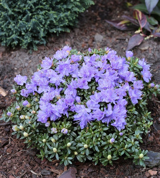 Rhododendron mit lila Blüten im Garten