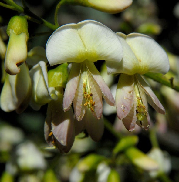 Nahaufnahme von gelb-weißen Geißklee-Blüten