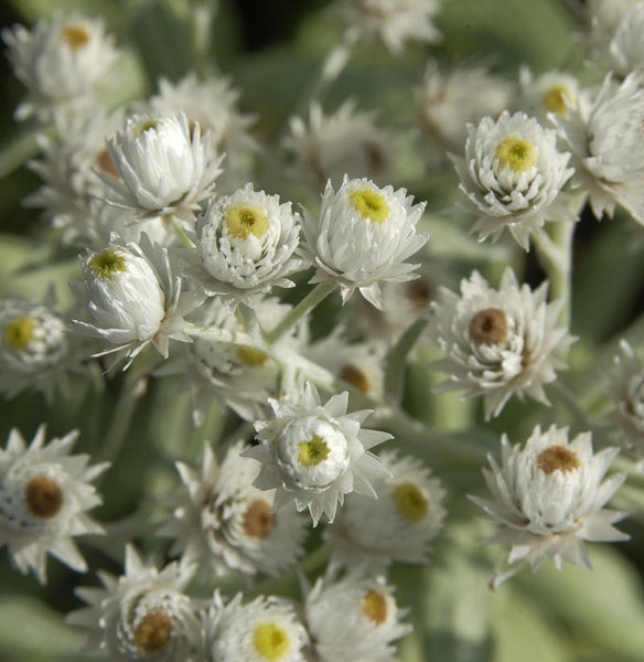 Nahaufnahme von Filzblumen