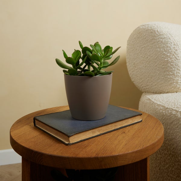 Bloomique - Crassula Ovata - Geldbaum - Sukkulenten - Zimmerpflanzen - Sehr Pflegeleicht - Höhe 15-20 cm - Topf 12 cm