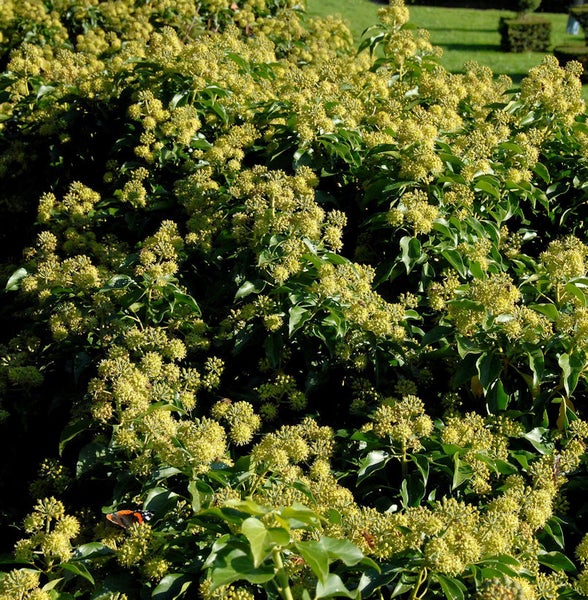 Blühender Efeu als Gartenhecke