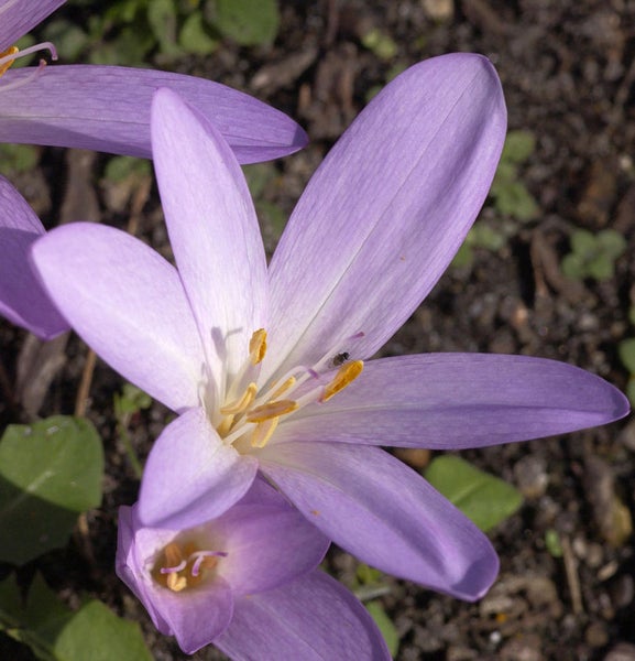 Herbstzeitlose Blüte im Detail