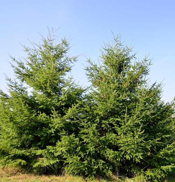 Zwei grüne Fichten vor blauem Himmel