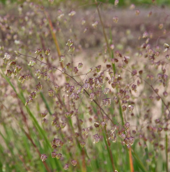 Zittergras im Detail