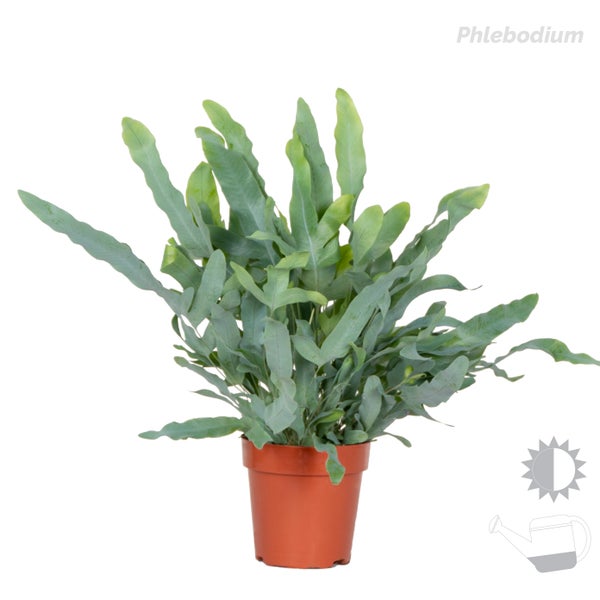 Bloomique - 3er-Mix - Luftreinigende Farne - Asplenium, Phlebodium, Nephrolepis - Zimmerpflanzen - 20-30 cm Hoch - Topf 12 cm