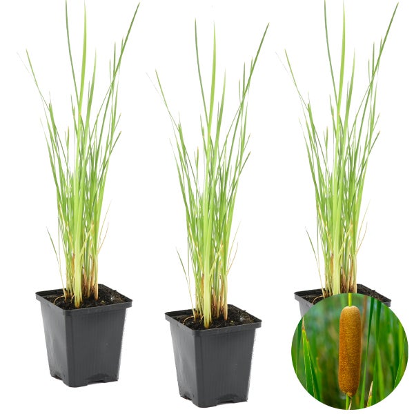 3x Typha latifolia - Binse - Teichpflanze - Winterherz - ⌀9 cm - ↕15-25 cm