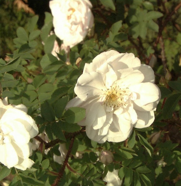 Nahaufnahme einer weißen Rose mit grünen Blättern