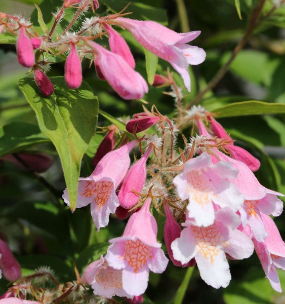 Nahaufnahme der rosafarbenen Abelieblüten