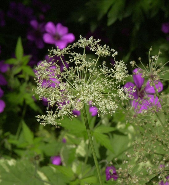 Blütenstand einer Doldenblütler Pflanze im Garten