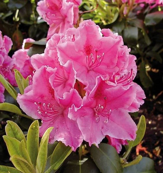 Nahaufnahme einer rosa Rhododendronblüte