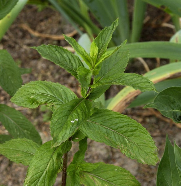 Nahaufnahme einer Minzpflanze im Garten.