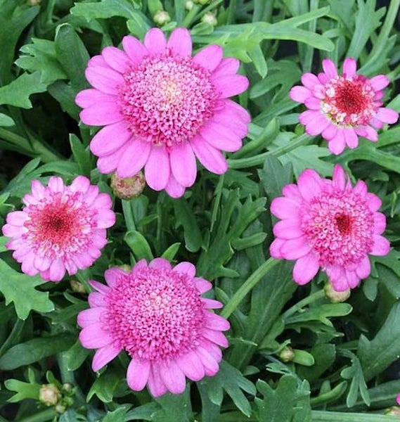 Nahaufnahme von Margeritenblüten mit grünen Blättern