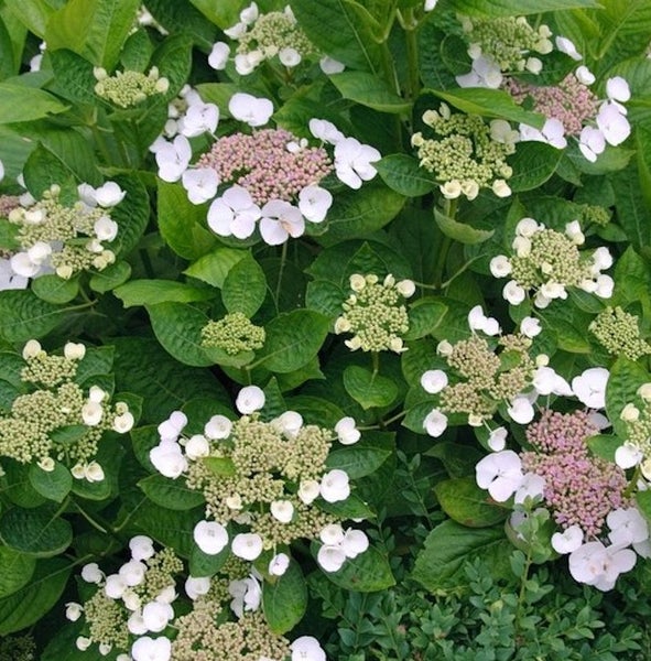 Nahaufnahme einer Tellerhortensie mit weißen und rosa Blüten