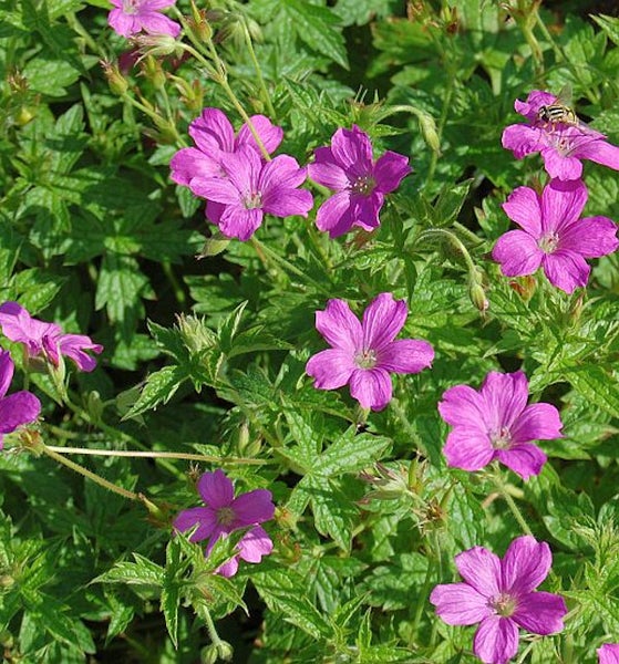 Nahaufnahme einer Gruppe von Storchschnabelpflanzen mit Blüten und Blättern
