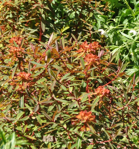 Wolfsmilch im Gartenbeet