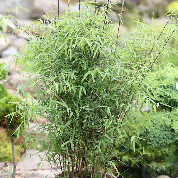 Bambuspflanze im Garten