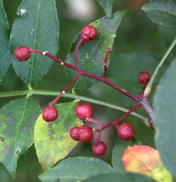Zweig mit roten Früchten und grünen Blättern