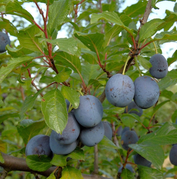 Pflaumenbaum mit reifen Früchten und grünen Blättern