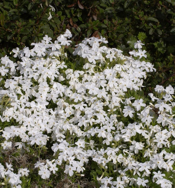 Teppichphlox mit weißen Blüten