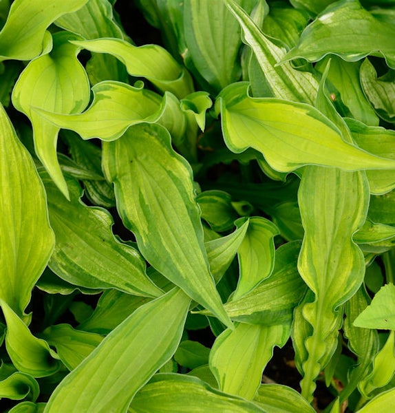 Nahaufnahme von Funkienblättern