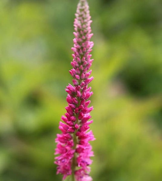 Nahaufnahme einer rosafarbenen Veronica-Blume