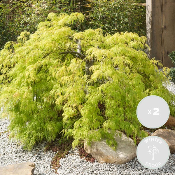 Bloomique - 2er-Set - Acer Palmatum Going Green - Japanischer Ahorn - Grünes Laub - Gartenpflanzen - Winterhart - 40-50 cm Hoch - Topf 15 cm