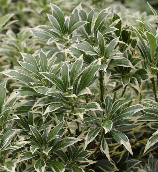 Immergrüner Gartenstrauch mit panaschierten Blättern
