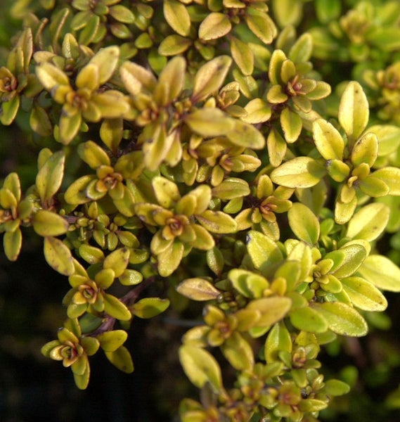 Nahaufnahme von goldgelbem Zitronen-Thymian