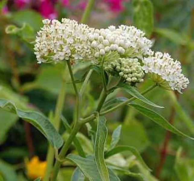 Blühende Schirmtanne im Garten