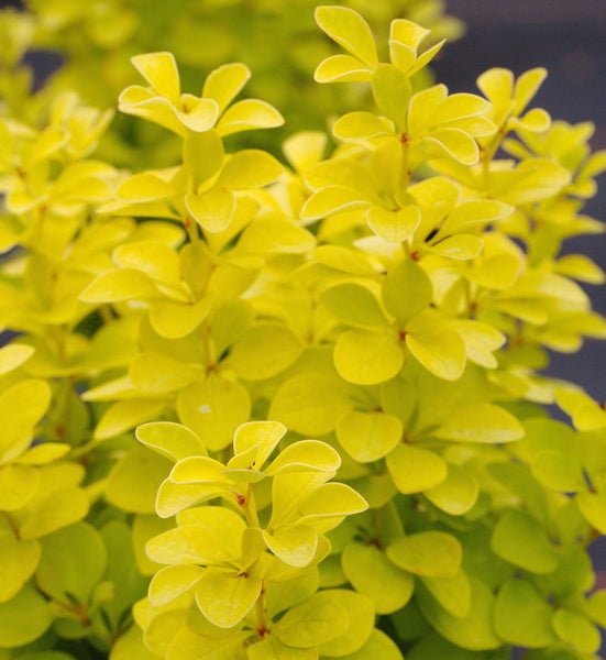 Gelbe Berberitze mit kleinen Blättern für den Garten