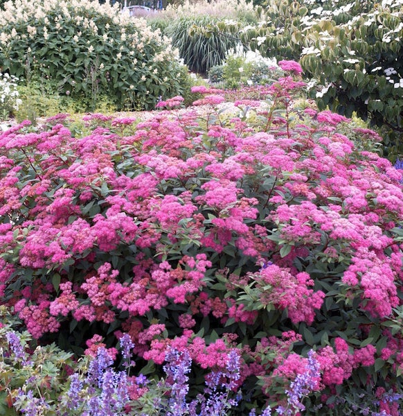 Prächtiger Garten mit einer Fülle von blühenden Spierensträuchern