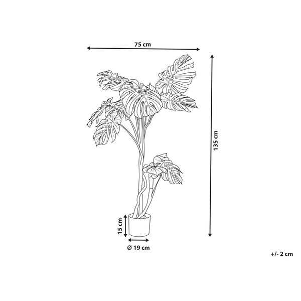 Abbildung einer Monstera Pflanze mit Größenangaben