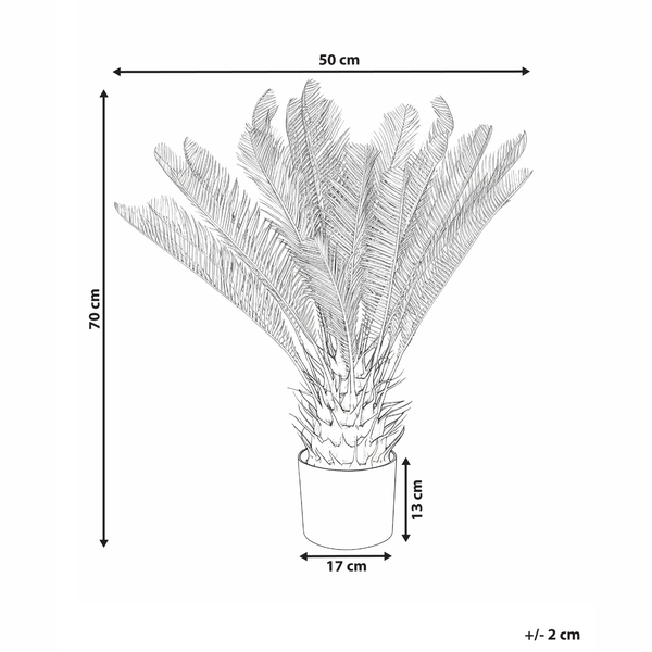 Abbildung einer Cycas-Palme mit den Maßen 70 cm Höhe und 50 cm Breite